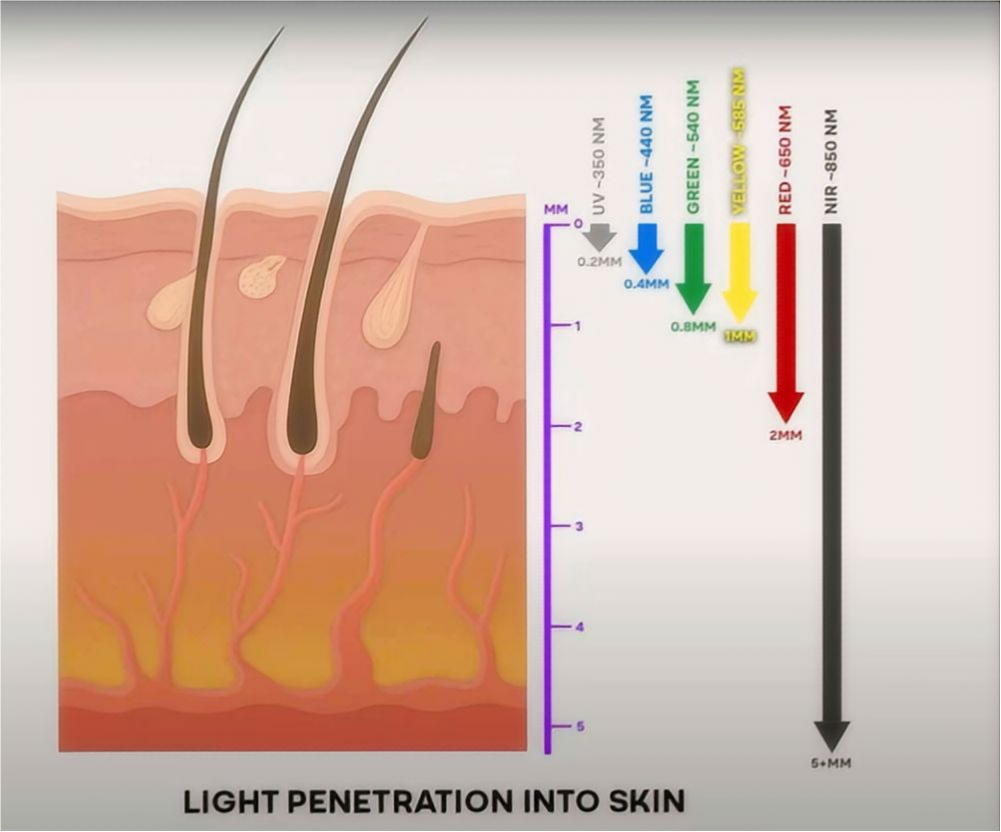 Showing light penetration into the scalp for hair therapy